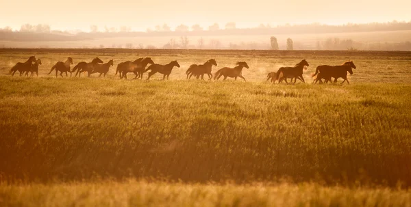 Manada de caballos galopando por un campo abierto — Foto de Stock