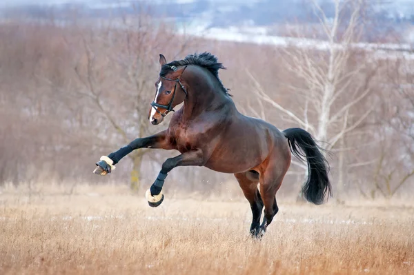 Hermosas carreras de caballos marrones galopando a través del campo —  Fotos de Stock