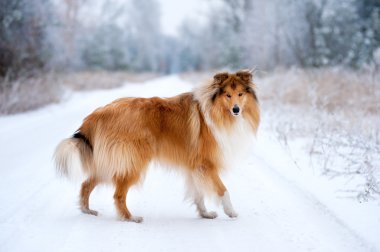 Tüylü köpek kömür ocağı