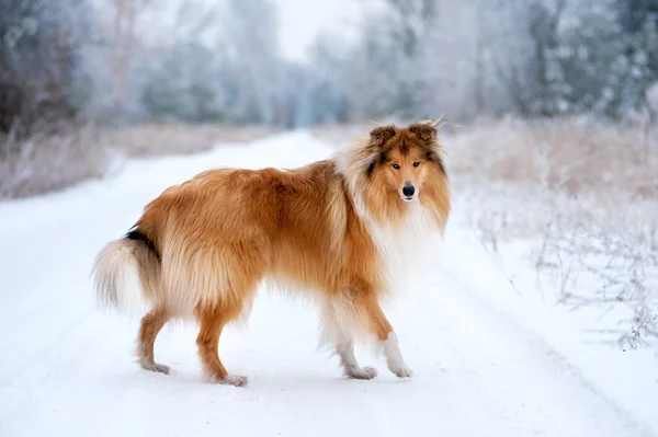 Fluffy dog collie — Stock Photo, Image