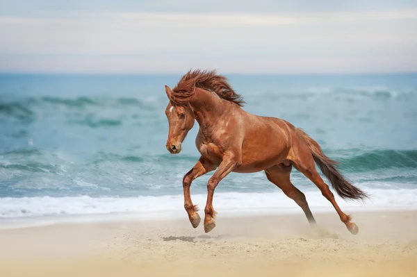 Red horse galloping on a beach