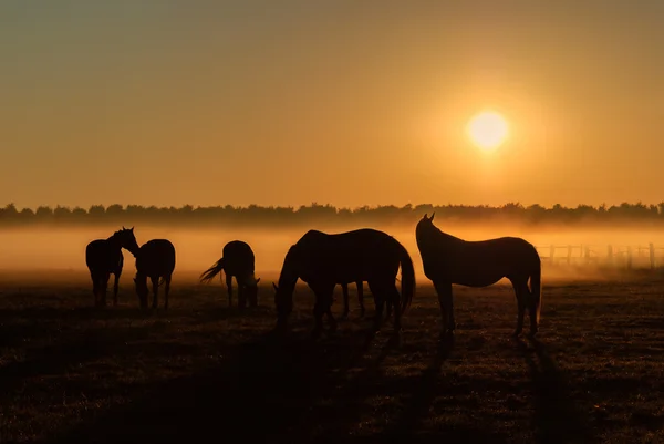 Pferdeherde bei Sonnenaufgang — Stockfoto