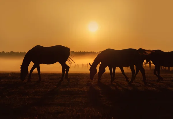 Kudde paarden op zonsopgang — Stockfoto