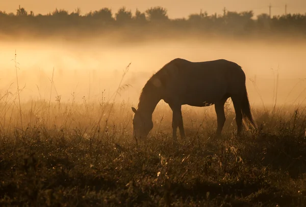 Foal contra el amanecer — Foto de Stock