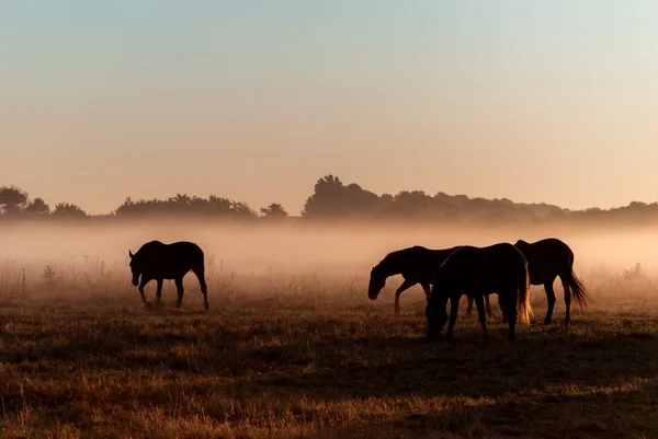 Manada de caballos en la niebla —  Fotos de Stock