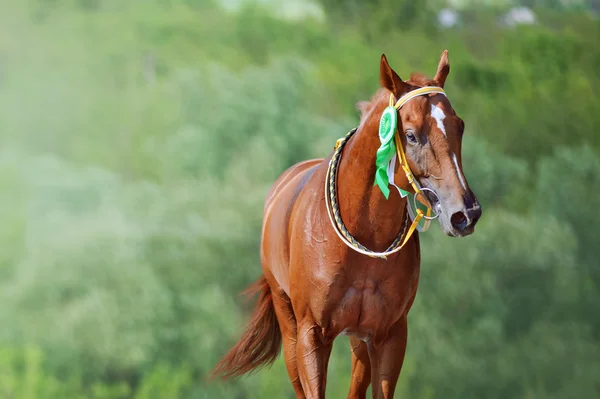 競争馬の勝者の肖像画 — ストック写真