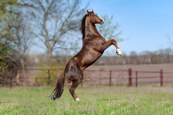 Vacker brun hingst — Stockfoto