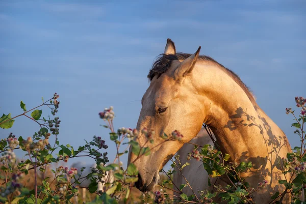 Häst i ett fält som äter gräs — Stockfoto