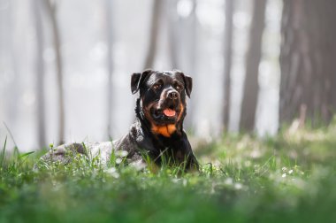 Yalan güzel Rottweiler köpek