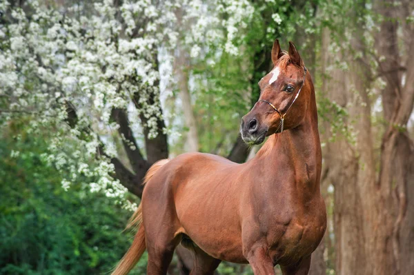 Cavalli arabi in piedi sotto un fiore — Foto Stock