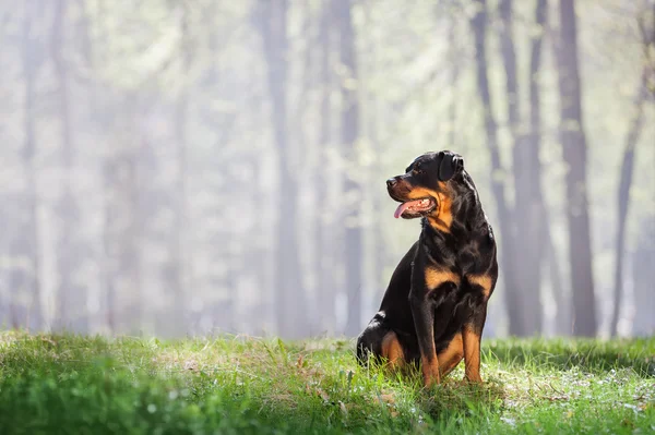 Oturan güzel Rottweiler köpek
