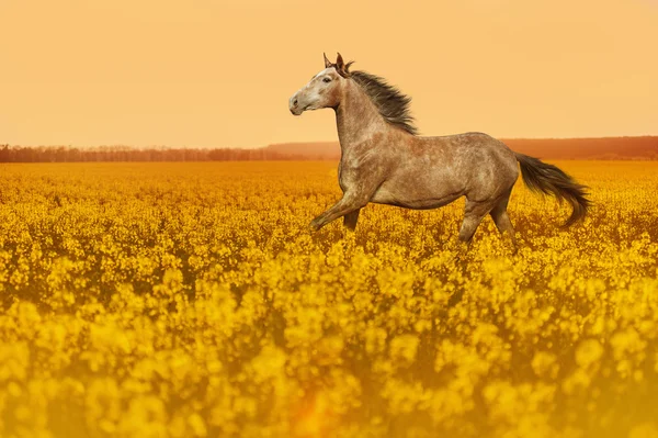 Paard galopperen op een gebied van gele bloemen — Stockfoto