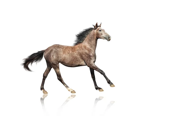 Krásná hnědá šedý kůň tryskem — Stock fotografie