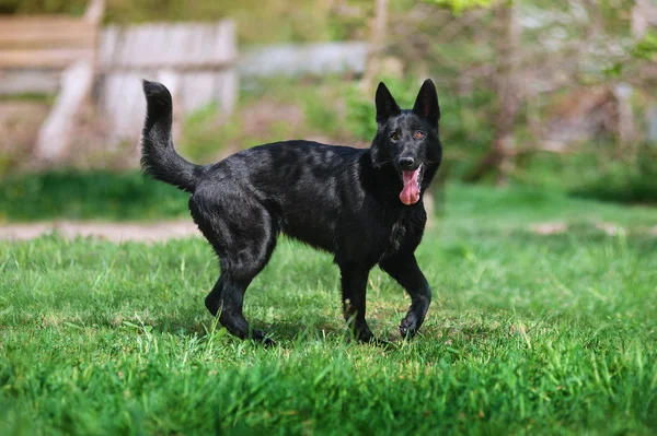 Пастух породы чёрных красивых собак — стоковое фото