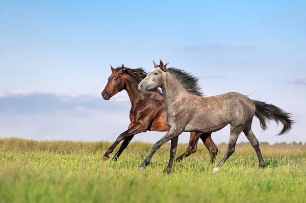 Beautiful horses galloping across the field — Stock Photo, Image