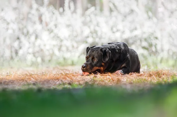 Belle race de chien noir Rottweiler — Photo