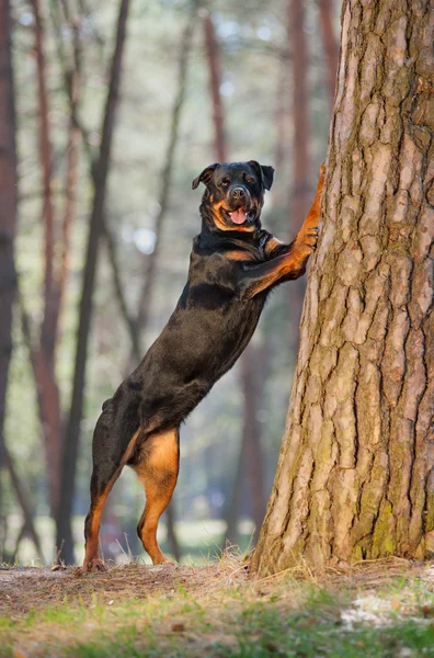 Krásný pes plemene Rotvajler — Stock fotografie