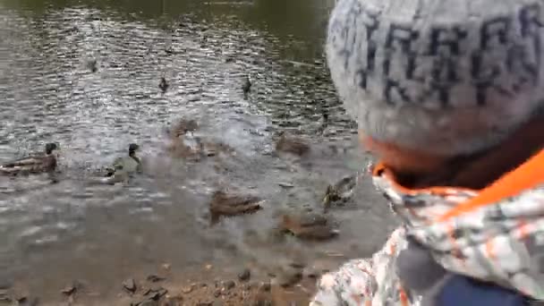 Der Junge füttert Enten — Stockvideo