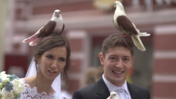 Tauben auf dem Kopf Bräutigam und Braut — Stockvideo