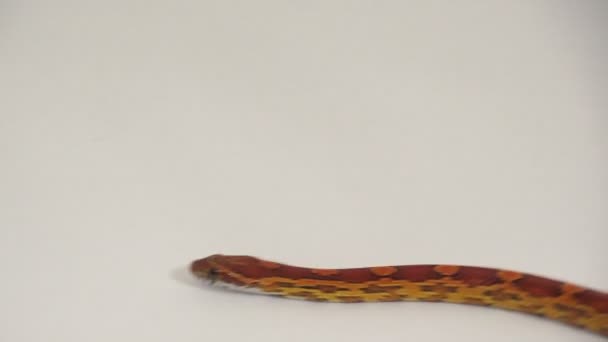 玉米蛇 4 — 图库视频影像
