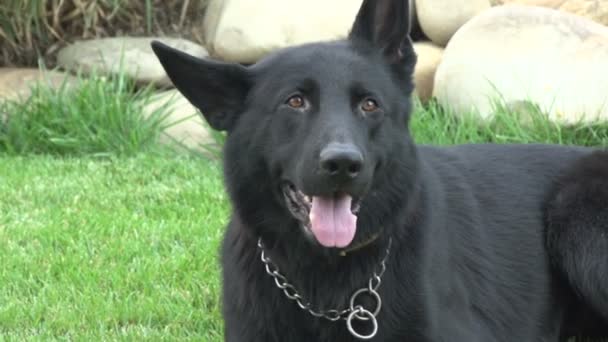 Berger allemand noir 