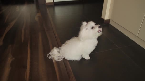 Bichon maltesisch — Stockvideo