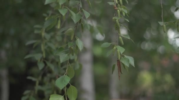 Birch twigs — Stok video