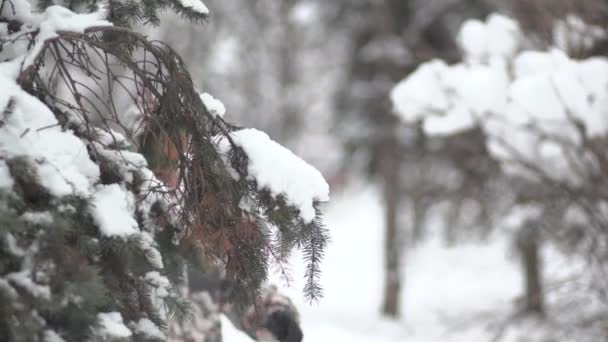 美丽的婴儿摇摇树枝上的雪 — 图库视频影像