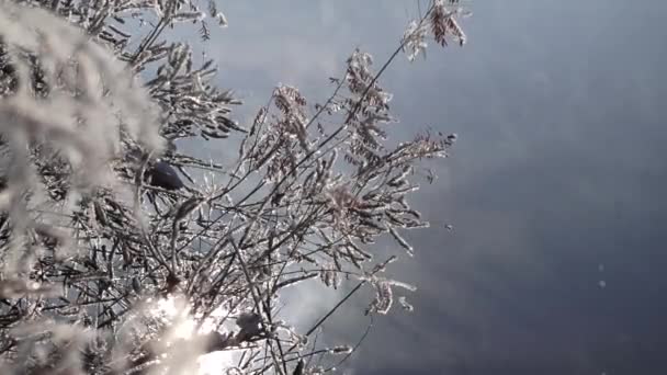 Galhos de inverno e flocos de neve — Vídeo de Stock