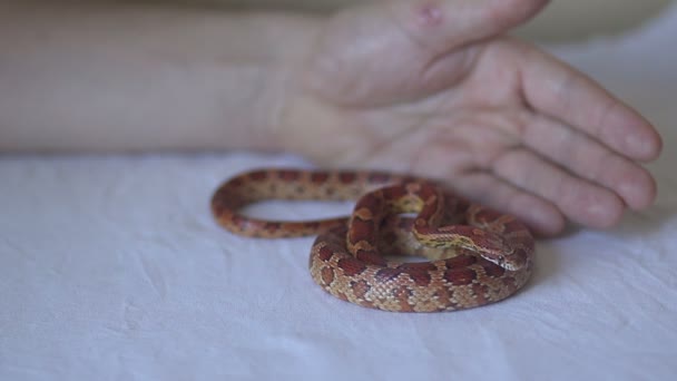 Καλαμπόκι φίδι — Αρχείο Βίντεο