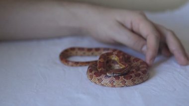 El touch yılan