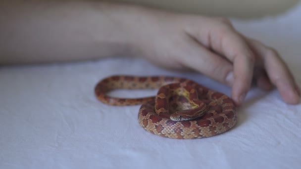 Hand touch the snake — Stock Video