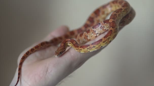 Majs orm krypande på en mans hand — Stockvideo