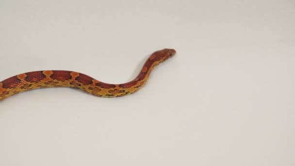 Corn snake — Stock Video