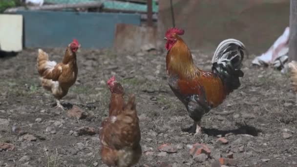 Gallo y gallinas — Vídeo de stock