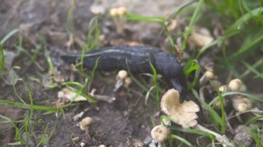 bahçede sümüklü böcek