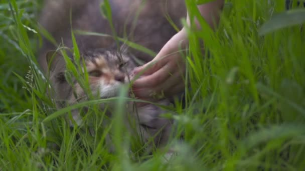 Niño acariciando un gato — Vídeo de stock