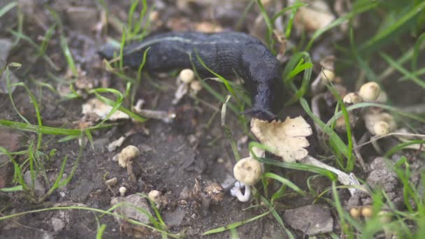 limace manger des champignons 