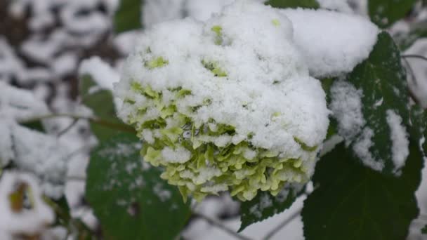 Flores verdes com neve — Vídeo de Stock