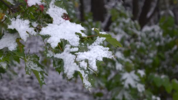Feuilles vertes avec neige 2 