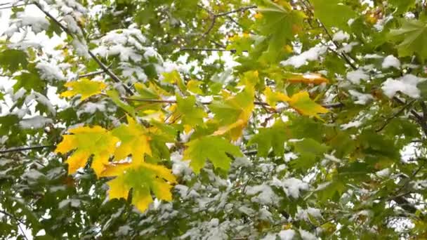 Gele bladeren met sneeuw 3 — Stockvideo