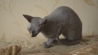 Sfenks kedisi