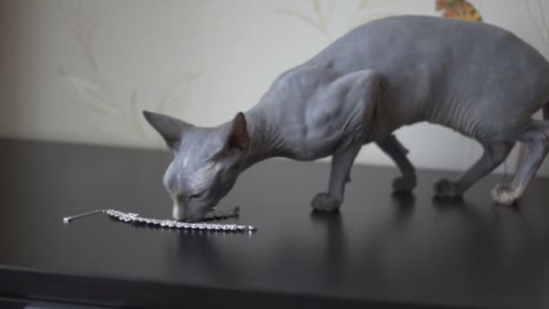 Sphinx cat sniffs decorations — Stock Video