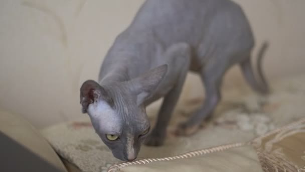 Sphinx cat exploring the edge of the sofa — Stock Video