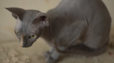 Sfenks kedisi yakın çekim