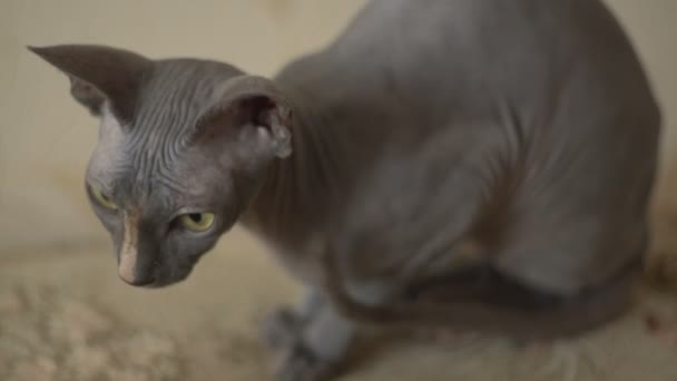 Sphinx cat close up — Stock Video