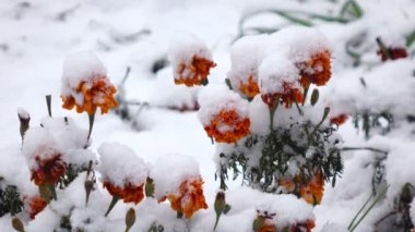 Kar ile turuncu çiçekler