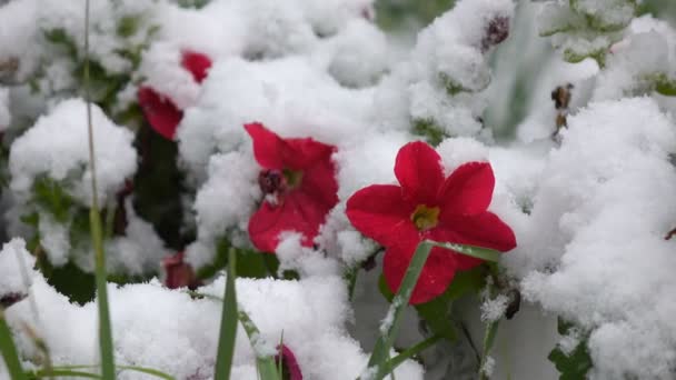 Κόκκινα λουλούδια με χιόνι 2 — Αρχείο Βίντεο