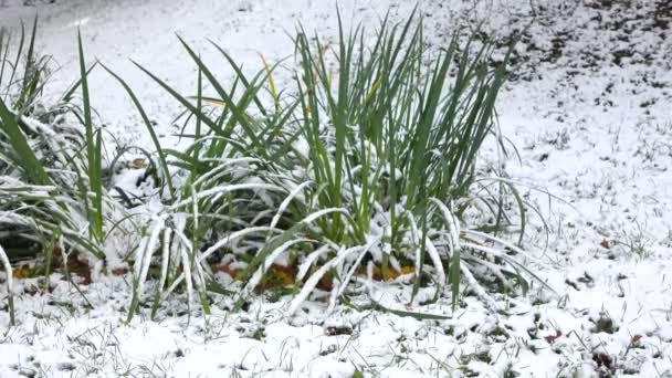 Grünes Gras mit Schnee 2 — Stockvideo