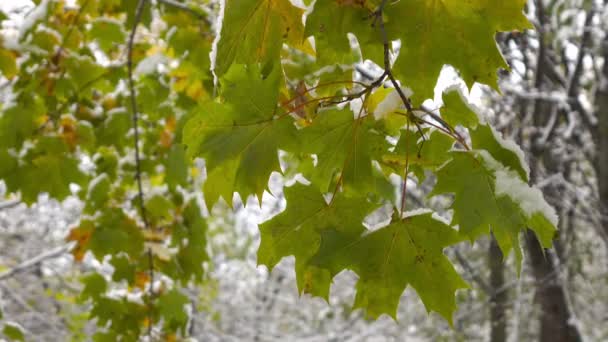 Зеленые листья клена, покрытые снегом — стоковое видео